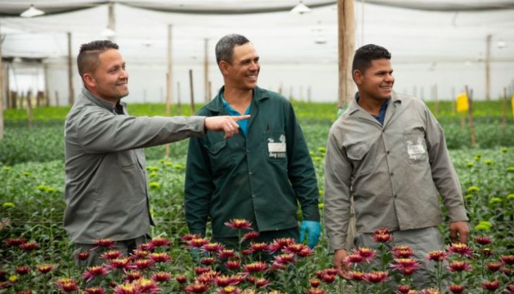Venezolanos ocupados ya llegan al 64,1% en Colombia, según el DANE