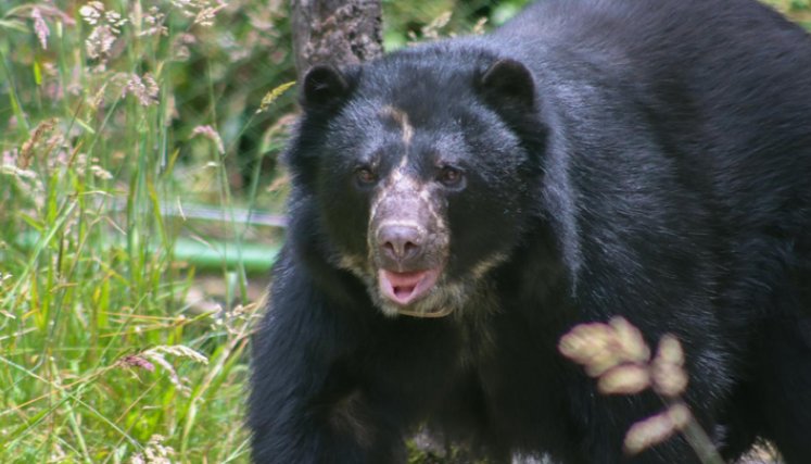 Tamá es el nombre del oso
