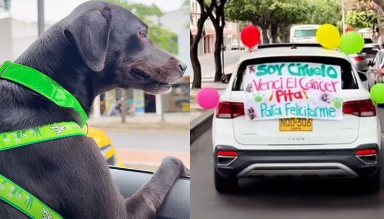 La historia de 'Ciruelo', el perrito que venció el cáncer, ha conmovido a todos
