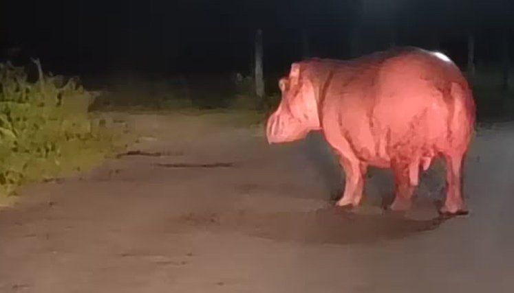 Hipopotamo