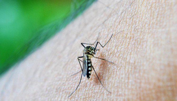 Mosquito transmisor del dengue, el Aedes Aegypti./Foto cortesía