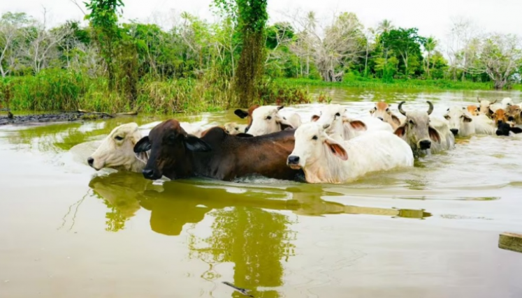 Vacas.png