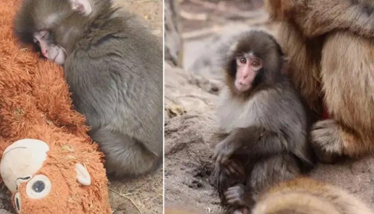 punch-macaco.