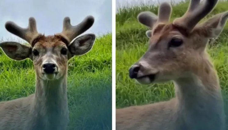 venado