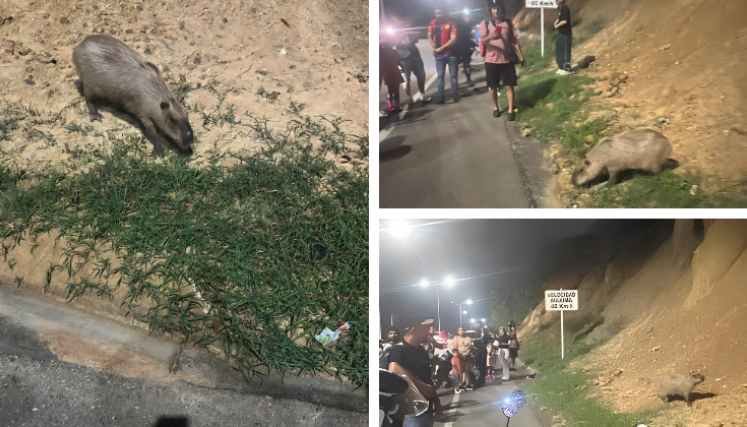 Capibara en Cúcuta