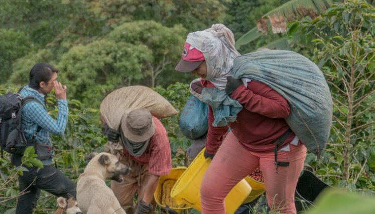 ‘Andariega’, la vida nómada de las recolectoras de café