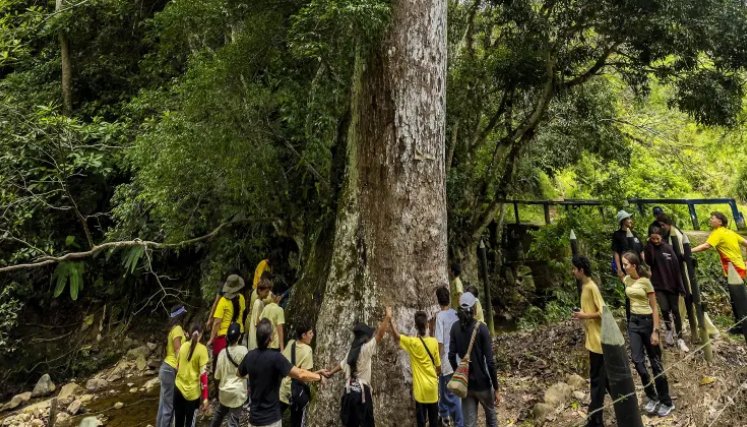 Arbol caracoli. El Colombiano