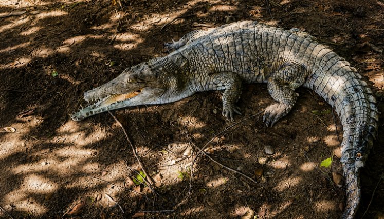 Caiman