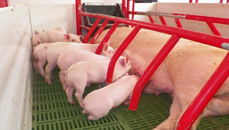 Porcicultores. / Foto: La Opinión