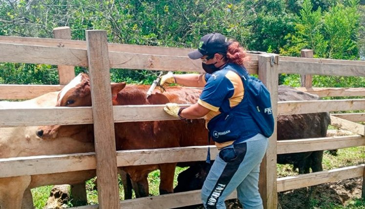 Vacunación contra la fiebre aftosa. / Foto: Cortesía