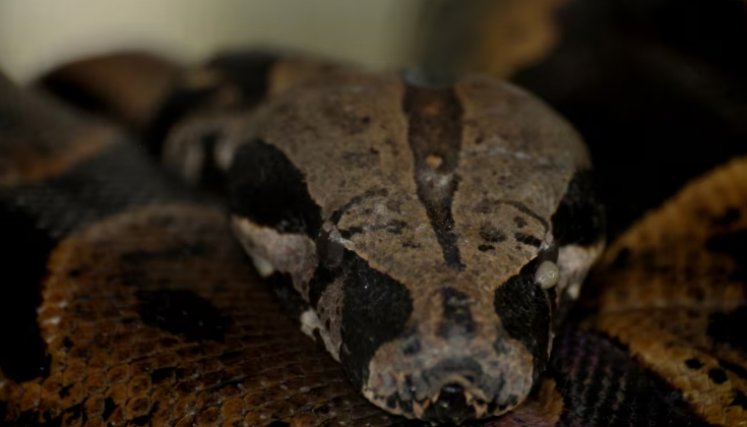 Boa, serpiente. Foto: Colprensa