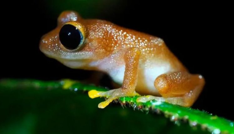 La misteriosa desaparición del 67% de los anfibios en una reserva natural en Nariño preocupa a los científicos