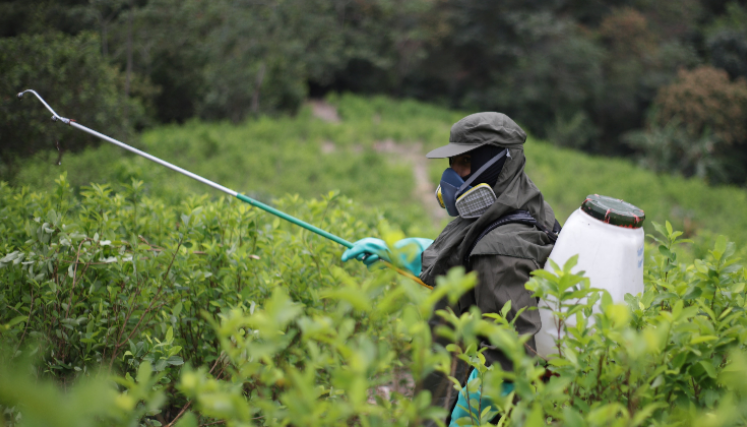 Erradicación de cultivos ilícitos por fumigación terrestre.