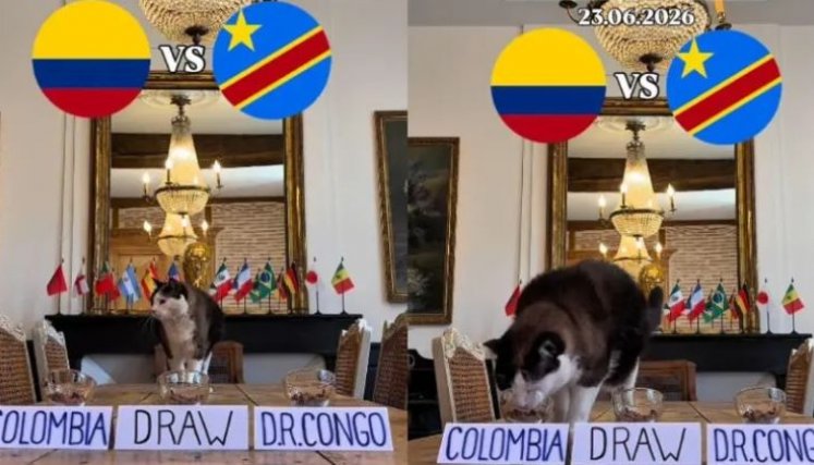 GATO NIMBUS PRONOS 