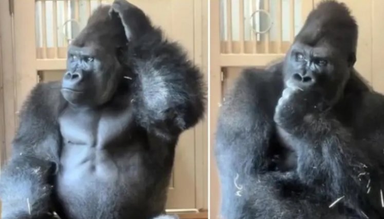 Gorila despechado en Japón. Foto: captura en redes sociales El Colombiano.