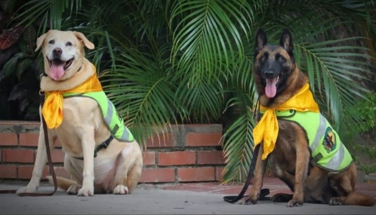 Nika y Estrella perritas policías