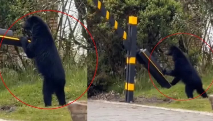 Oso andino. Tomado de X: @ColombiaOscura. El Colombiano.