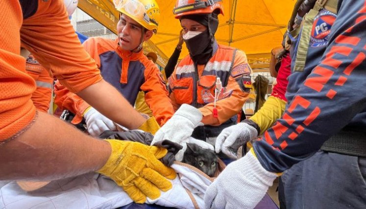 Rescatistas de mascotas en Venezuela