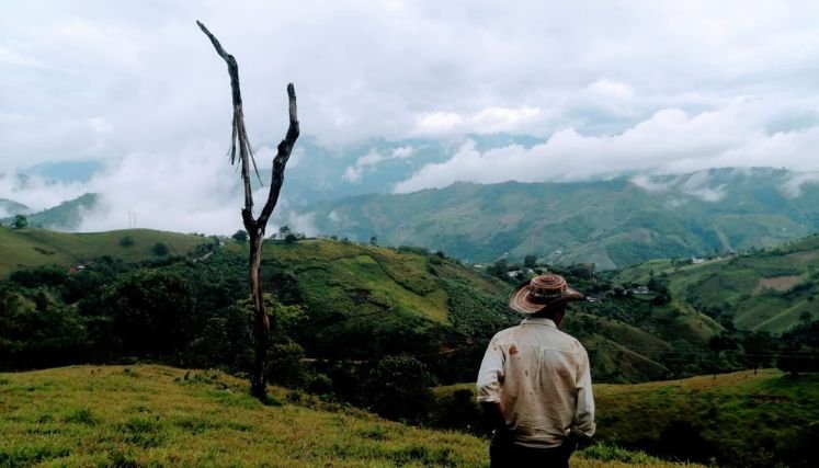 La tala indiscriminada de bosques preocupa a las autoridades ambientales de la provincia de Ocaña y sur del Cesar.