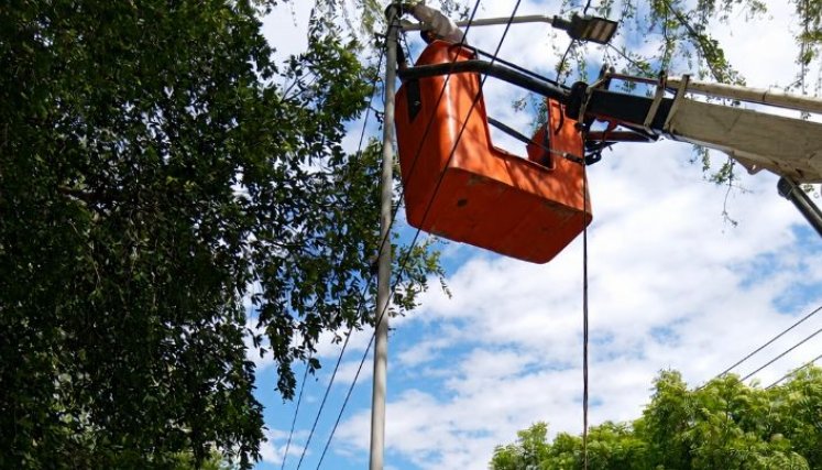 En lo corrido de 2026, el consorcio ha intervenido más de 3.200 puntos con podas de la cobertura vegetal en siete comunas para mejorar la cobertura lumínica/Foto: cortesía