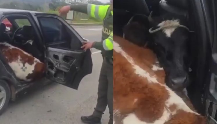 Insólito operativo: así llevaban dos terneros en un carro como si fueran pasajeros