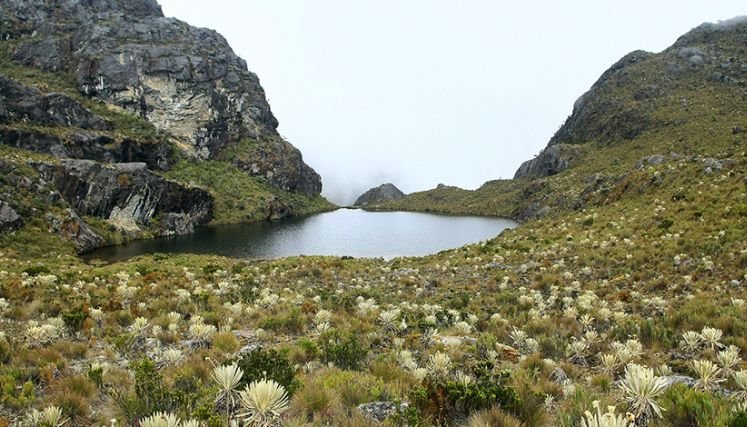 Delimitar el ecosistema por etapas y la creación de nuevas áreas de reserva forestal.