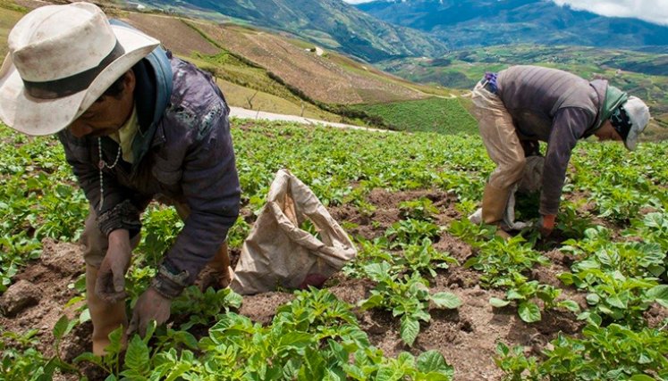 Agricultura. / Foto: archivo