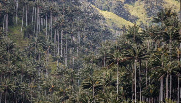 Colombia crea santuario para proteger la mayor población de palma de cera del mundo