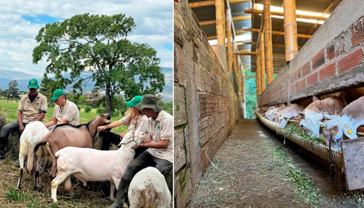 Productores ovinos y caprinos. / Foto: cortesía