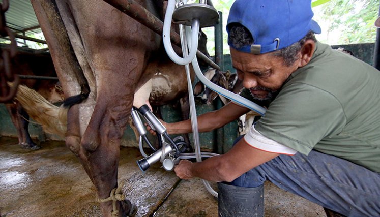 Productor lechero del Táchira. / Foto: Carlos Ramírez-La Opinión