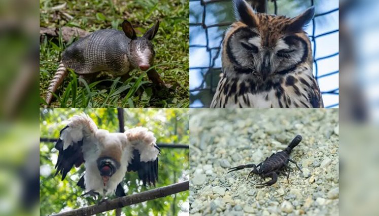 Animales-en-vía-de-extinción. Foto: El Colombiano.