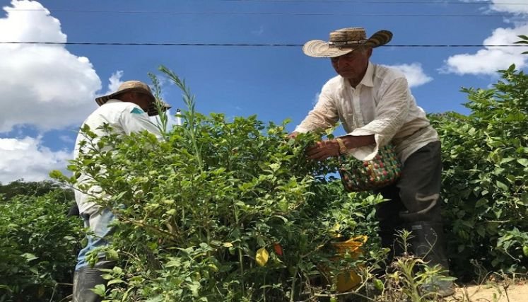  Cultivadores claman al Gobierno nacional un salvavidas con los seguros de cosechas.