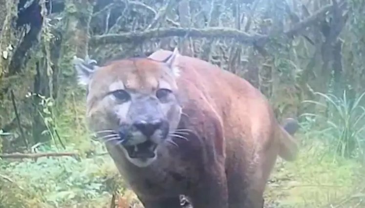 Cámaras trampa registran el paso de un puma en ecosistema de alta montaña en Tolima
