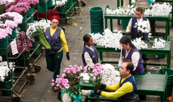 Flores de exportación Colombia.