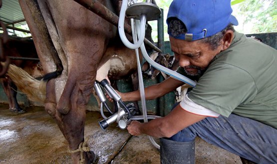 Productor lechero del Táchira. / Foto: Carlos Ramírez-La Opinión