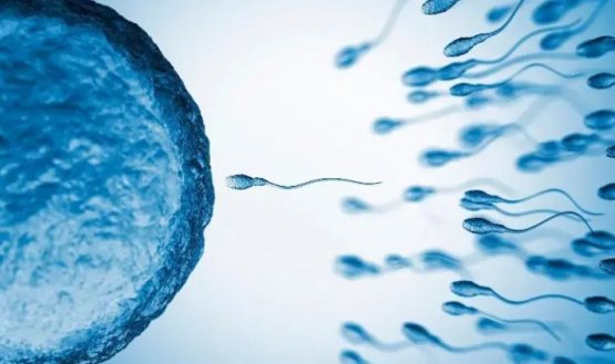 OMS impulsa nuevos anticonceptivos masculinos: podrían llegar al mercado en 5 a 10 años