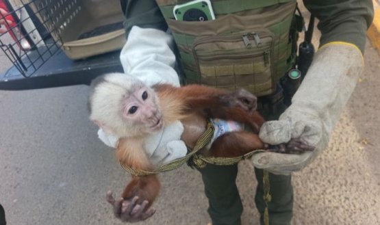 Recuperaciones Policía Ambiental - Cúcuta