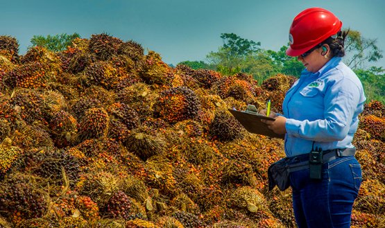 La producción nacional anual de aceite de palma es de 1.9 millones de toneladas, según datos de Fedepalma. /  Foto archivo