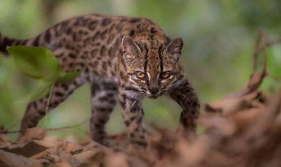 gato-tilcayo-nueva-especie-felino-bolivia