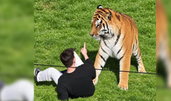 Tigre