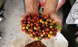 Producción de café en Colombia es la mayor en tres décadas