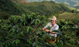 El café, motor productivo de más de 17.000 familias de Norte de Santander