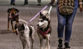 Perros, mascotas. Foto: Colprensa