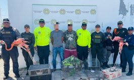 Rescatan 109 animales y desmantelan red de tráfico de fauna en Atlántico y Bolívar