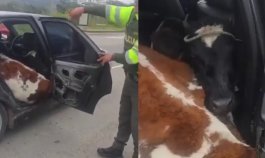 Insólito operativo: así llevaban dos terneros en un carro como si fueran pasajeros