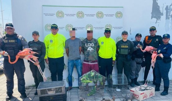 Rescatan 109 animales y desmantelan red de tráfico de fauna en Atlántico y Bolívar