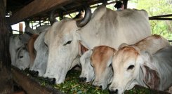 Colombia exportó casi treinta mil toneladas de carne. (Foto: Archivo La Opinión)