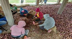 La Asociación de Municipios, provincia de Ocaña y sur del Cesar, buscan una salida a la problemática que enfrentan los productores de cebolla en la región.