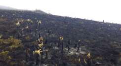 organismos de socorro tratan de controlar las llamas. /Foto: Cortesía