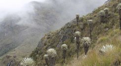 Los árboles se sembrarán en aquellas zonas en las que más se necesite. / Foto: Archivo